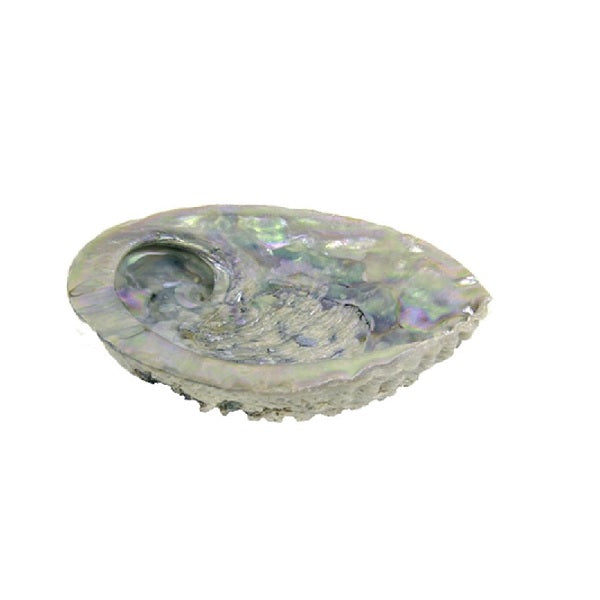 Smudging Shell, Smudge Ritual, Smudge Shell, Home Cleansing, Sage Smudge, Abalone Smudge Pot, Abalone Smudge Shell, Abalone Smudging Shell Haliotis Midae, Cleanse Your Energy, Sage smudge shell,  Sage Smudge,  Shell Smudge Pot,  Smudge Cleansing, Smudge S